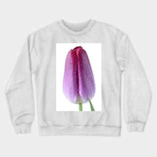 Tulipa  &#39;Pittsburg&#39;   Triumph Tulip Crewneck Sweatshirt